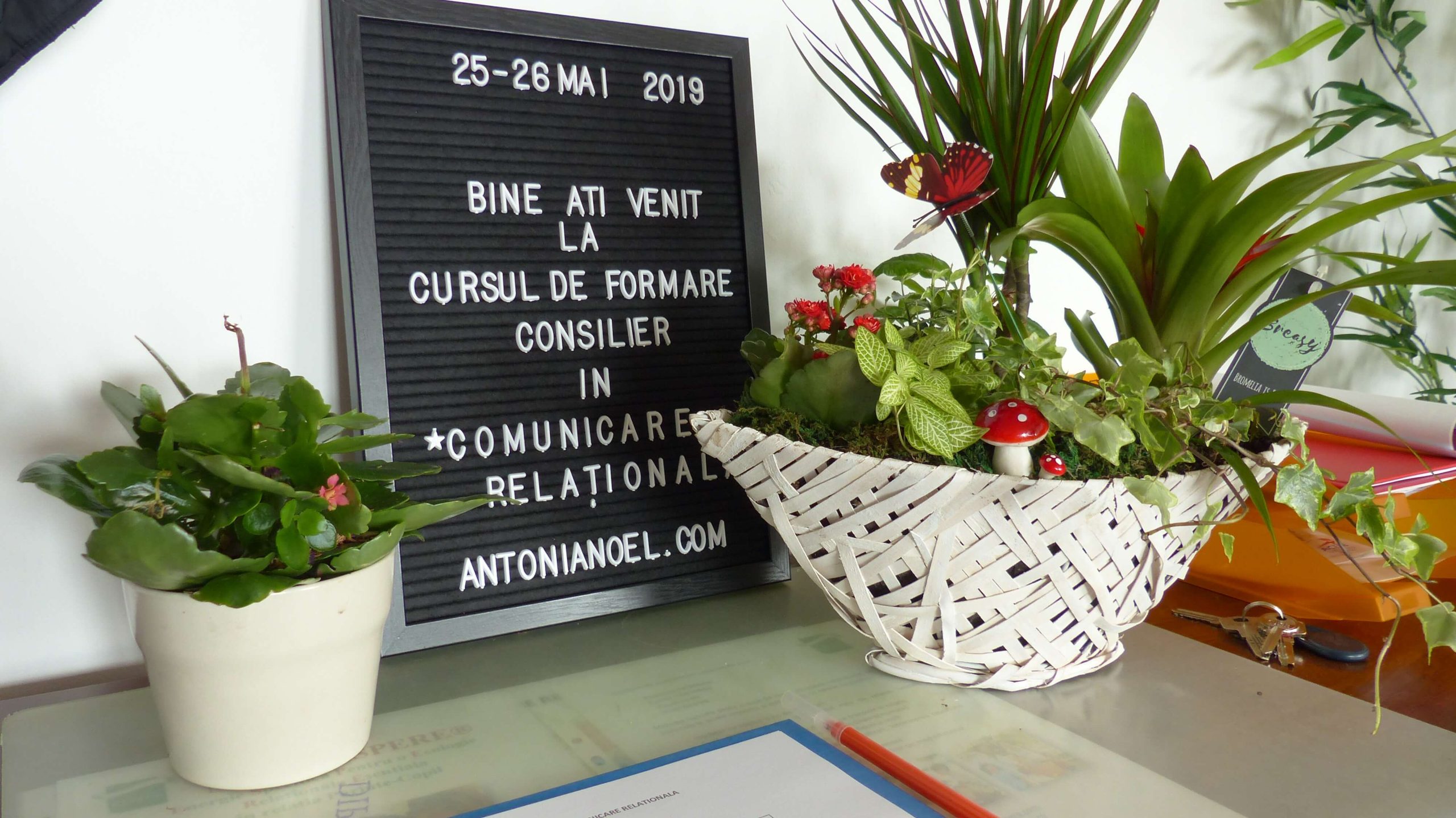 dezvoltare institutul de comunicare relationala